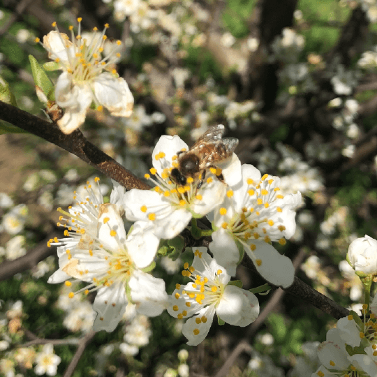 bee on flower