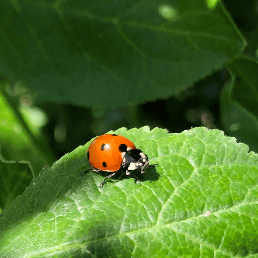 ladybug on leaf