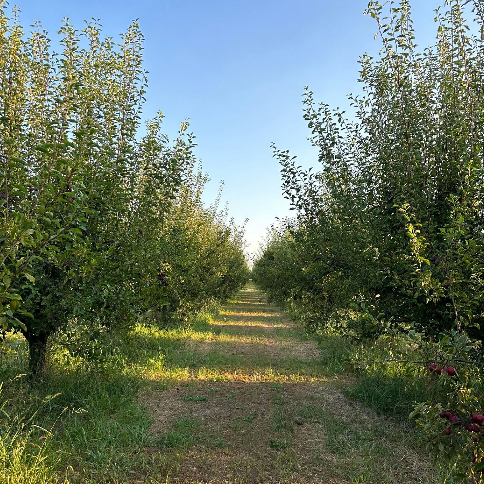 plum orchard