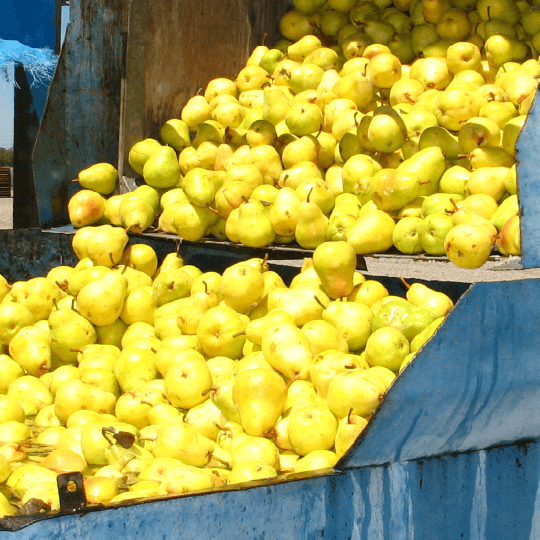 bright yellow pears