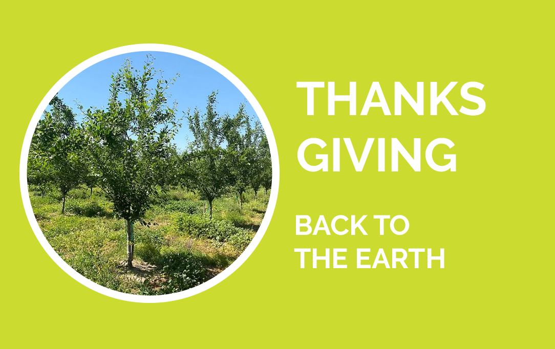Thanksgiving - Back to the Earth