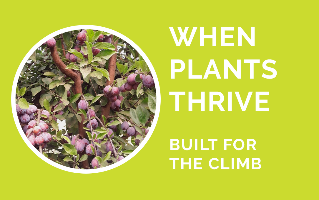 Reaching a Plant’s Potential