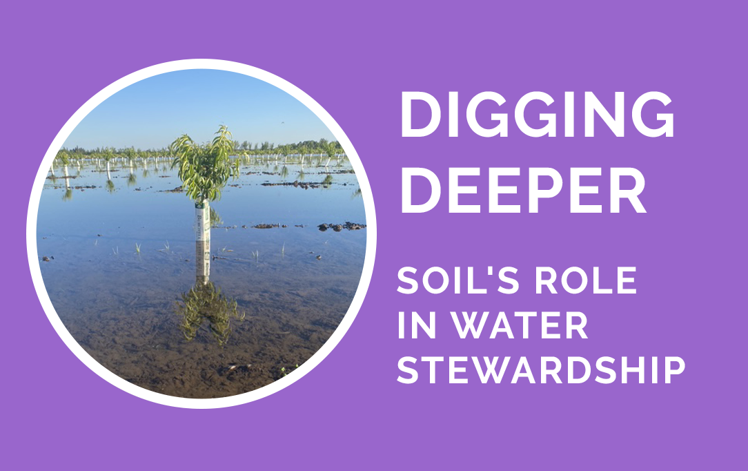 Digging Deeper: Soil's Role in Water Stewardship